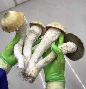 Psilocybin Mushroom